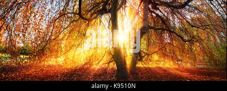 Golden raggi del sole autunnale cadere attraverso un albero in un parco, panorama Foto Stock