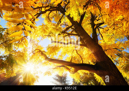 Il luminoso sole autunnale illuminare un treetop con vibrante foglie di giallo Foto Stock