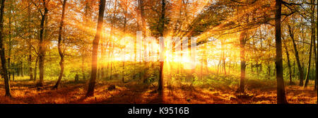 Autunno foresta paesaggio panoramico shot con vivaci gold sunray cadere attraverso gli alberi Foto Stock