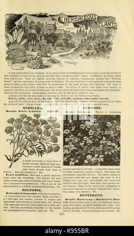 Lovett il catalogo illustrato della frutta e alberi ornamentali e impianti per l'autunno del 1891 (16379945634) Foto Stock