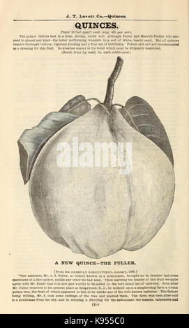Lovett il catalogo illustrato della frutta e alberi ornamentali e impianti per l'autunno del 1891 (16814853420) Foto Stock