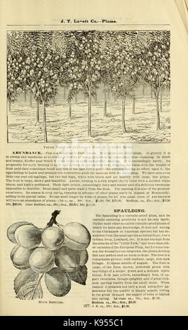 Lovett il catalogo illustrato della frutta e alberi ornamentali e impianti per l'autunno del 1891 (16976363986) Foto Stock