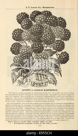 Lovett il catalogo illustrato della frutta e alberi ornamentali e impianti per l'autunno del 1891 (17002311465) Foto Stock