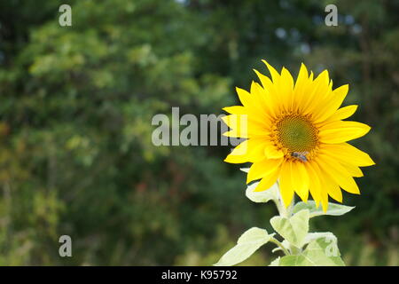 Il miele delle api per raccogliere il polline da semi di girasole Foto Stock