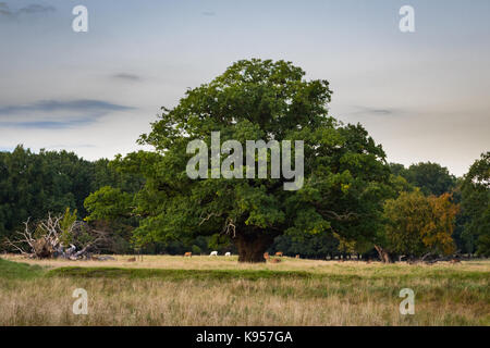 Grande e vecchia quercia con una mandria di cervi sotto, zelanda, Danimarca Foto Stock