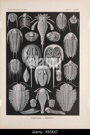 Kunstformen der Natur (Tafel 47) BHL47388205 Foto Stock