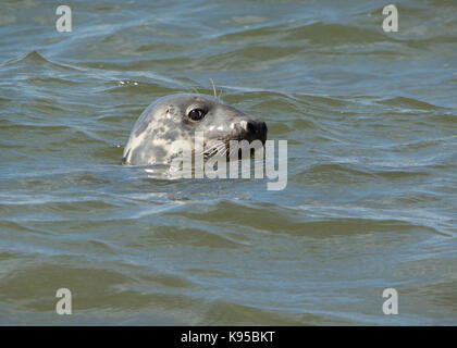 Immagine ritratto di una guarnizione grigio cercando fino al di fuori del Mare d'Irlanda al largo delle isole hilbre, Wirral. Inghilterra. Regno Unito Foto Stock