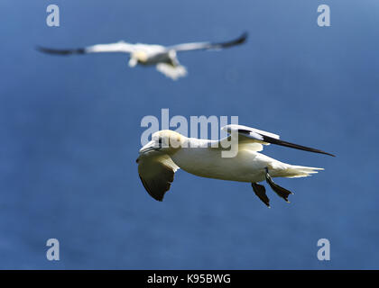 Wild northern gannet uccelli marini, imaging in volo vicino che mostra i dettagli di piume, occhio e testa di nidificazione di uccelli in Inghilterra. Regno Unito Foto Stock