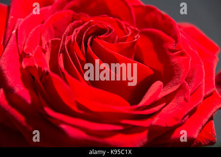 Rosa rossa con sfondo scuro Foto Stock