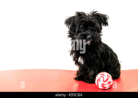 Il maltese cucciolo di cane Foto Stock