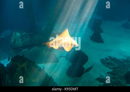 Eagle Ray underwater Foto Stock