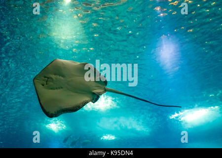 Sting Ray underwater Foto Stock