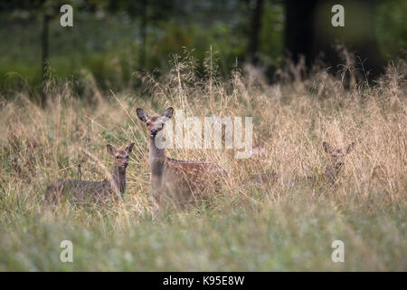 Femmina cervi sika con capretta in una foresta in Danimarca, Europa Foto Stock