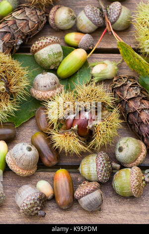 Raccolta delle noci e semi. Ghiande, castagne e i coni su un tavolo di legno. Foto Stock