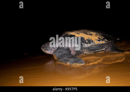 Il liuto tartaruga di mare in spiaggia in Guiana francese Foto Stock