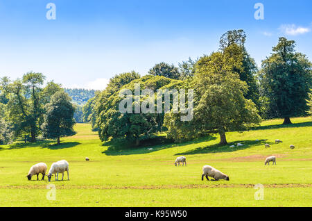 Pecora che pascola in rigogliosi pascoli del Derbyshire Dales nel Peak District, Inghilterra. Foto Stock