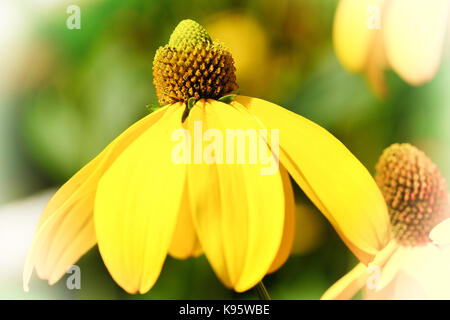 Shiny coneflower (rudbeckia nitida), fiori d'estate Foto Stock