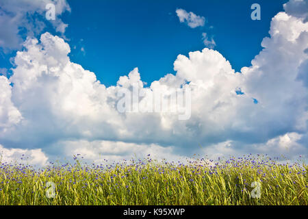 Campo di grano con cornflowers contro un cielo blu con nuvole. Una soleggiata giornata estiva in campagna. Foto Stock