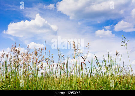 Vista dell'erba alta sulle nuvole nel cielo blu. Sul prato su una soleggiata giornata di primavera. Foto Stock