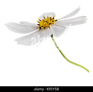 Daisy bianca fiore isolato su sfondo bianco con tracciato di ritaglio Foto Stock