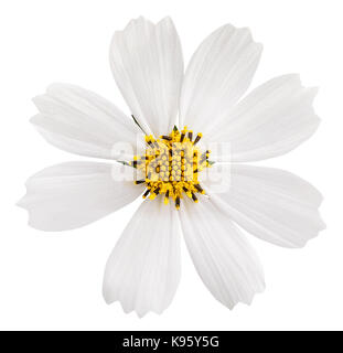 Daisy bianca fiore isolato su sfondo bianco con tracciato di ritaglio Foto Stock