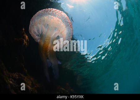 Foto subacquee di malva meduse stinger a spiaggia di Cala Blanca , Menorca
