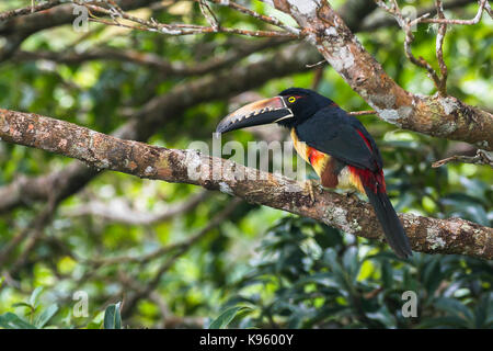 Aracari collare su un albero è un uccello della famiglia toucan trovati in Costa Rica e Panama Foto Stock