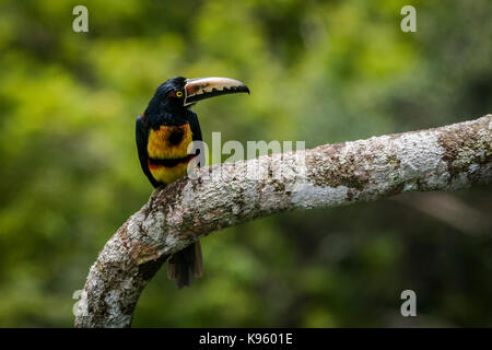 Aracari collare su un albero è un uccello della famiglia toucan trovati in Costa Rica e Panama Foto Stock