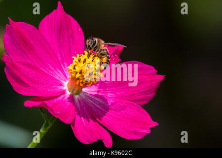 Ape su un fiore viola Foto Stock