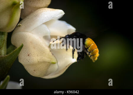 Holy Ghost orchid con bumple bee avvicinando in volo Foto Stock