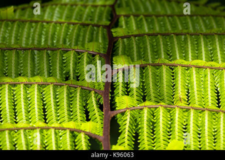 Verde foglie di felce close up Foto Stock