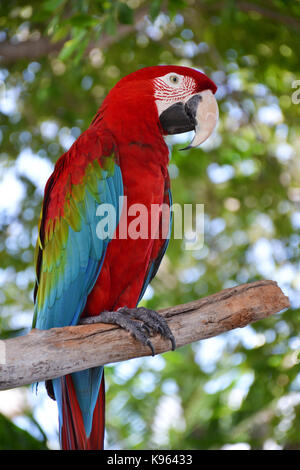 Ritratto di amazon macaw parrot Foto Stock