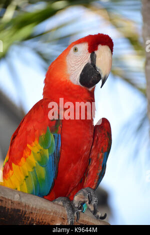 Ritratto di amazon macaw parrot Foto Stock