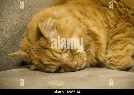 Adulto gatto persiano con tristi gli occhi gialli sdraiato sul divano .closeup Foto Stock