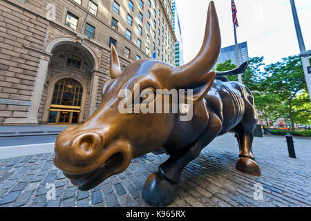 La carica Bull statua sul display nel quartiere finanziario, vicino alla Borsa di New York a Manhattan, New York City. Foto Stock