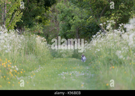 Un gatto grigio e bianco animale domestico Caccia su un erba Percorso rivestito con prezzemolo di mucca (Anthrisscus Sylvestris) Foto Stock