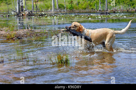 Blonde labrador retriever recupera il bastone grande proprietario gettò nel lago cooty. acqua gocciola e spruzzi come cane recupera. Foto Stock