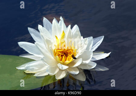 Bella bianca lily pad galleggia su un lago nel sud arkansas. bee sale al centro del fiore. Foto Stock