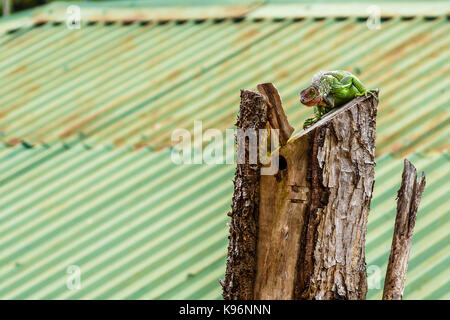 Iguana verde appollaiato su un albero morto il moncone di fronte ad una lamiera ondulata tetto Foto Stock