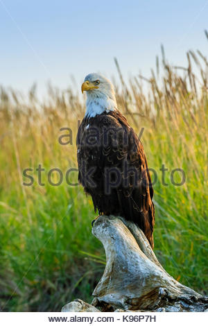 Aquila calva, Haliaeetus leucocephalus, appollaiato su driftwood. Foto Stock