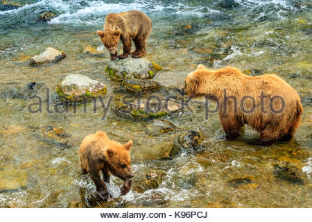 Orso bruno, Ursus arctos, la pesca al Salmone Sockeye sotto Brooks Falls. Foto Stock