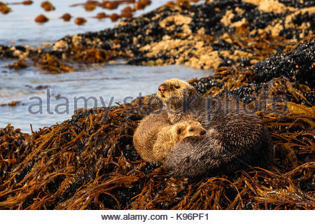 Madre e pup le lontre marine, Enhydra lutris, su un letto di kelp onshore in Kachemak Bay. Foto Stock