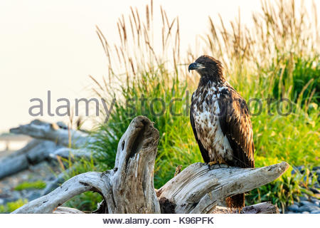 Immaturo aquila calva, Haliaeetus leucocephalus, seduti su driftwood. Foto Stock