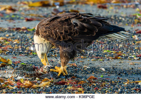 Aquila calva, Haliaeetus leucocephalus, mangiare pesce a basso legato lungo la riva del Cook Inlet. Foto Stock