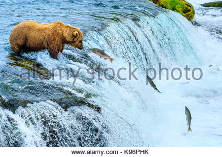 Orso bruno Ursus arctos, la pesca al Salmone Sockeye presso Brooks Falls. Foto Stock