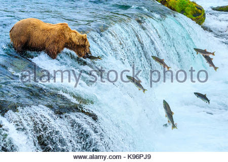 Orso bruno Ursus arctos, la pesca al Salmone Sockeye presso Brooks Falls. Foto Stock