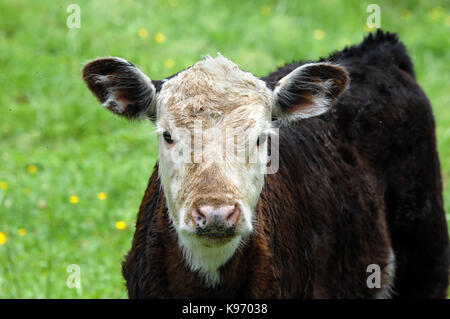 Piccolo vitello nero e marrone con faccia bianca è circondato da ronzii di mosche. di sfuggire loro il vitello ha rotolato nella sporcizia. Foto Stock