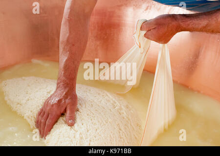 Un maestro casaro controlla la solidità della cagliata con la mano durante il formaggio parmigiano-reggiano il processo di fabbricazione Foto Stock