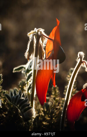 Close up di Sturt il deserto della fiore di pisello cerchio illuminato dal tardo pomeriggio. Swainsonia formosa è nativo di tutto il continente australiano membri con l'eccezione di Foto Stock