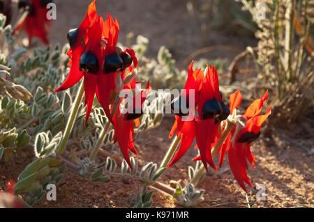 Crescita selvaggia in semi aride paese vicino a Broken Hill in Western NSW, questo di Sturt Desert Pea spicca in un blando altrimenti paesaggio. Foto Stock